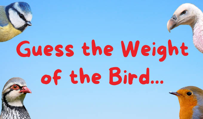  Guess the Weight of the Bird