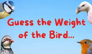 Guess the Weight of the Bird